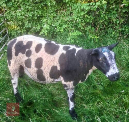 DUTCH SPOTTED SHEARLING RAM