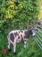 DUTCH SPOTTED SHEARLING RAM - 2