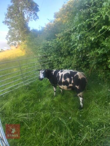 2YO PEDIGREE DUTCH SPOTTED RAM