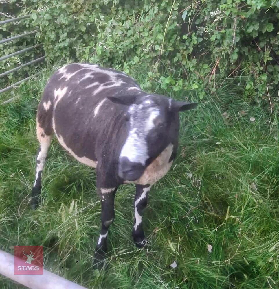 PEDIGREE DUTCH SPOTTED RAM
