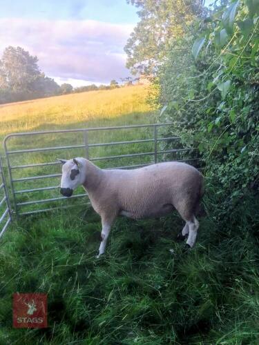 4T PEDIGREE KERRY HILL RAM