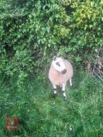 4T PEDIGREE KERRY HILL RAM - 2