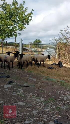 6 SUFFOLK X MULE SHEARLING EWES - BIDS PER LIFE