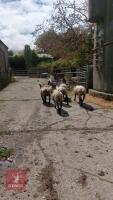 6 SUFFOLK X MULE SHEARLING EWES - BIDS PER LIFE - 2