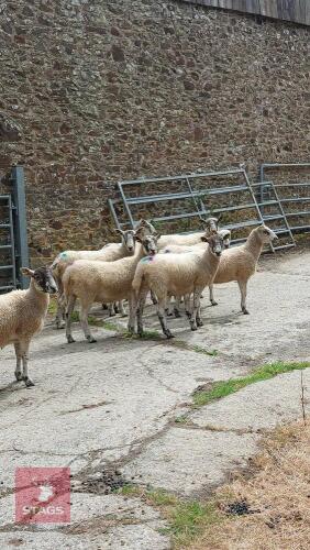 8 NORTH COUNTRY MULE SHEARLING EWES - BIDS PER LIFE