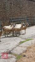 8 NORTH COUNTRY MULE SHEARLING EWES - BIDS PER LIFE - 2