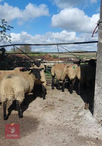 8 SUFFOLK X MULE EWE LAMBS - BIDS PER LIFE