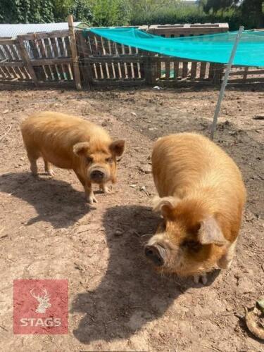 2 X 4MO KUNE KUNE BOARS - BIDS PER LIFE
