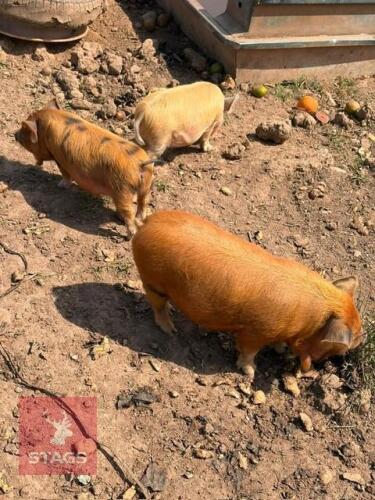 2 X KUNE KUNE GILTS & 1 BARROW - BIDS PER LIFE
