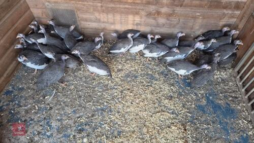 5 PIED GUINEAFOWL - BIDS PER LIFE