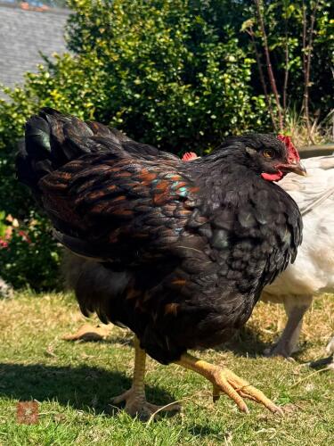 PAIR OF LACED BARNEVELDERS - BIDS PER LIFE