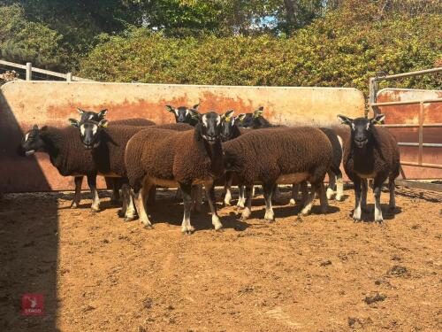 4 BADGERFACE TEXEL X CHEVIOT EWE LAMBS - BIDS PER LIFE