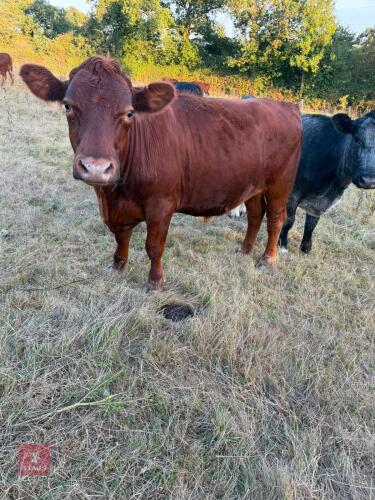 3 X 28MO ANGUS X HEREFORD STEERS - BIDS PER LIFE