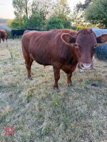 3 X 28MO ANGUS X HEREFORD STEERS - BIDS PER LIFE - 2