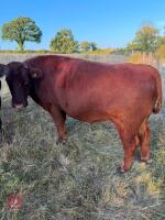 3 X 28MO ANGUS X HEREFORD STEERS - BIDS PER LIFE - 4