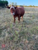 3 X 28MO ANGUS X HEREFORD STEERS - BIDS PER LIFE - 5