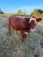 3 X 28MO ANGUS X HEREFORD STEERS - BIDS PER LIFE - 6
