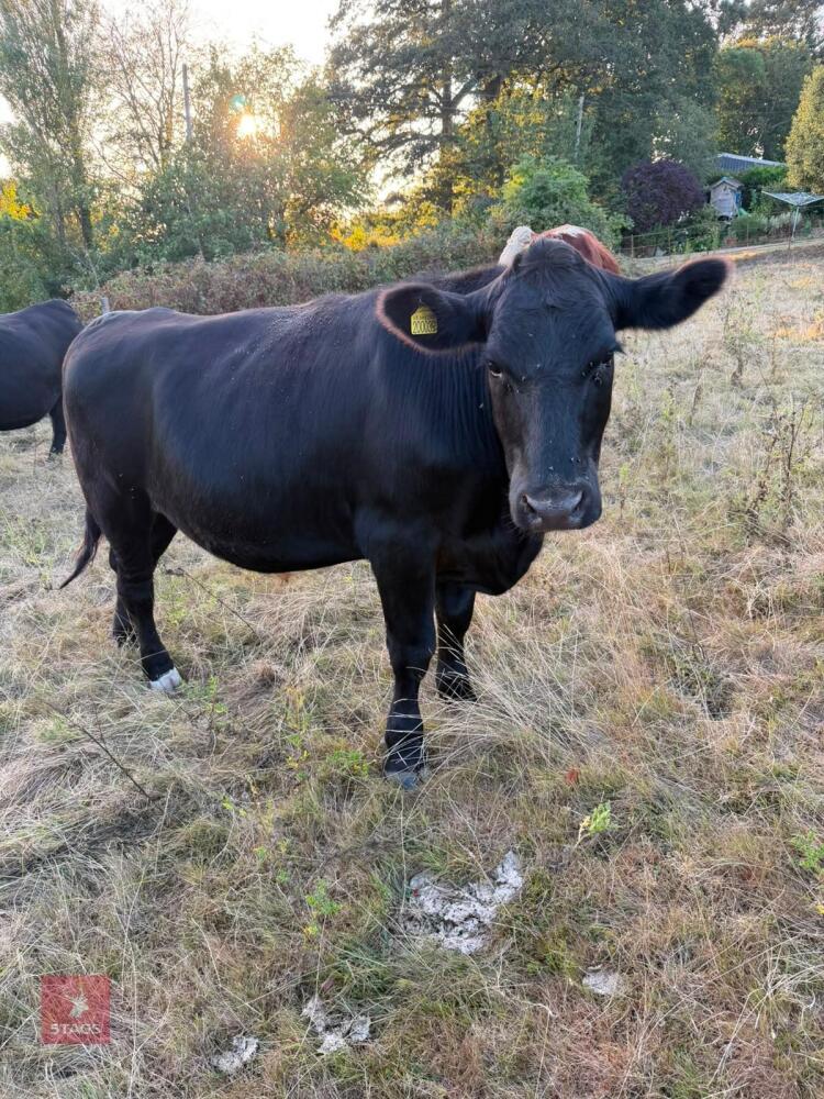 2 X 29MO ANGUS X STEERS - BIDS PER LIFE