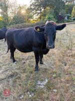 2 X 29MO ANGUS X STEERS - BIDS PER LIFE