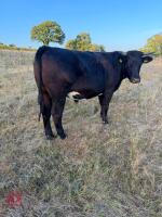 2 X 29MO ANGUS X STEERS - BIDS PER LIFE - 2
