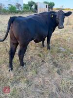 2 X 29MO ANGUS X STEERS - BIDS PER LIFE - 3