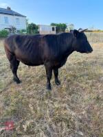 2 X 29MO ANGUS X STEERS - BIDS PER LIFE - 4