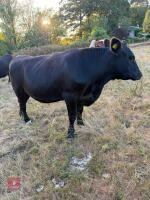2 X 29MO ANGUS X STEERS - BIDS PER LIFE - 5