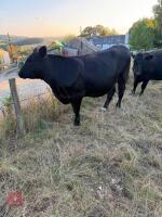 2 X 29MO ANGUS X STEERS - BIDS PER LIFE - 6