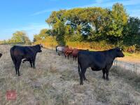2 X 29MO ANGUS X STEERS - BIDS PER LIFE - 7