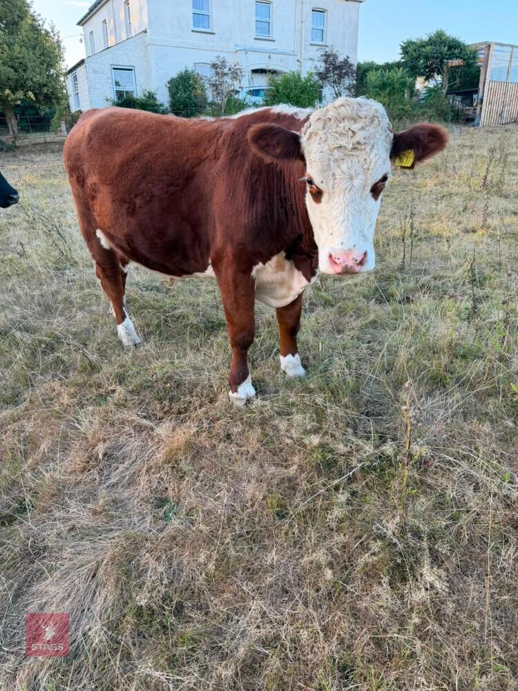 33MO HEREFORD X STEER