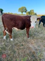 33MO HEREFORD X STEER - 2