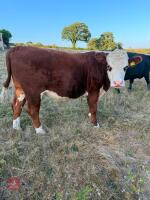 33MO HEREFORD X STEER - 3