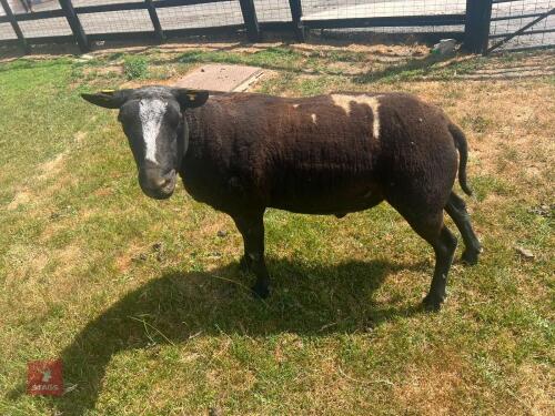 2YO PEDIGREE DUTCH SPOTTED RAM