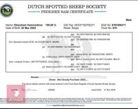 2YO PEDIGREE DUTCH SPOTTED RAM - 2