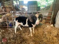 2YO JACOB 4T RAM - 2