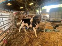 2YO JACOB 4T RAM - 3