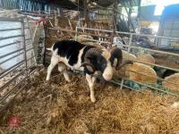 2YO JACOB 4T RAM - 4