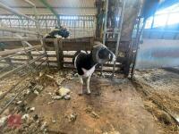 2YO JACOB 4T RAM - 5
