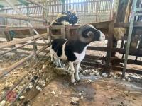 2YO JACOB 4T RAM - 6