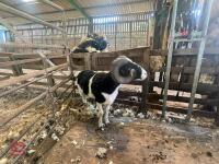 2YO JACOB 4T RAM - 7