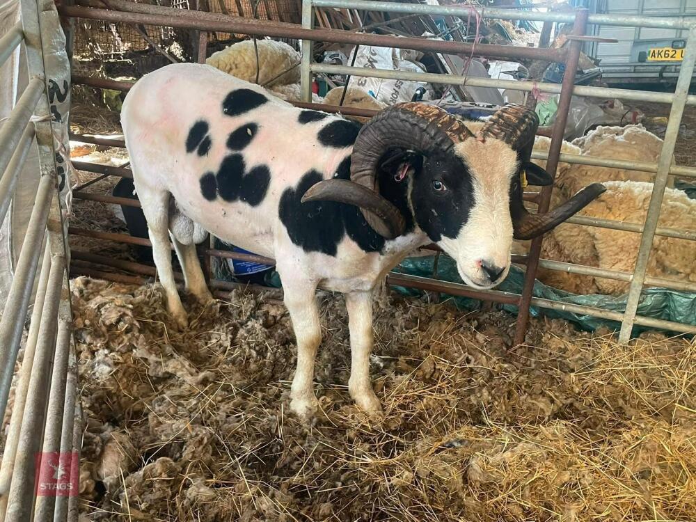 2YO JACOB 4T RAM