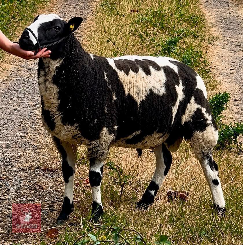 5MO DUTCH SPOTTED X SUFFOLK RAM LAMB
