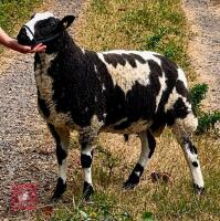5MO DUTCH SPOTTED X SUFFOLK RAM LAMB