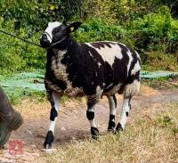 5MO DUTCH SPOTTED X SUFFOLK RAM LAMB - 2