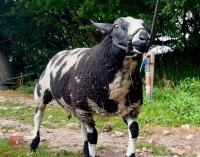 5MO DUTCH SPOTTED X SUFFOLK RAM LAMB - 3