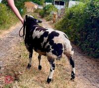 5MO DUTCH SPOTTED X SUFFOLK RAM LAMB - 4