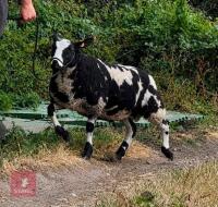 5MO DUTCH SPOTTED X SUFFOLK RAM LAMB - 5