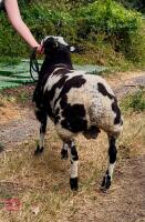 5MO DUTCH SPOTTED X SUFFOLK RAM LAMB - 6