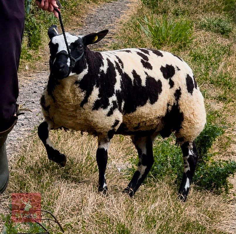 6MO PEDIGREE DUTCH SPOTTED RAM LAMB