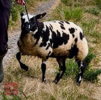 6MO PEDIGREE DUTCH SPOTTED RAM LAMB